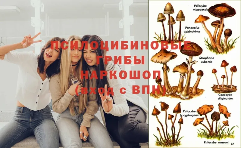 Галлюциногенные грибы Magic Shrooms  Бабушкин 